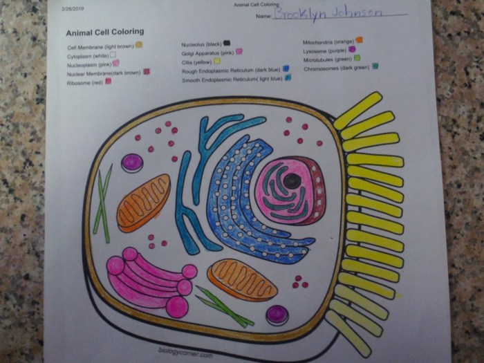 Biologycorner.com animal cell coloring key