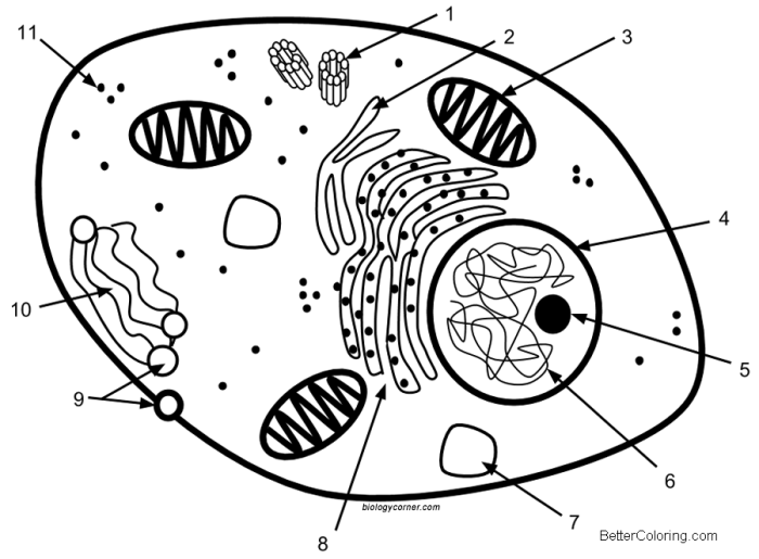 Animal cell coloring and labeling