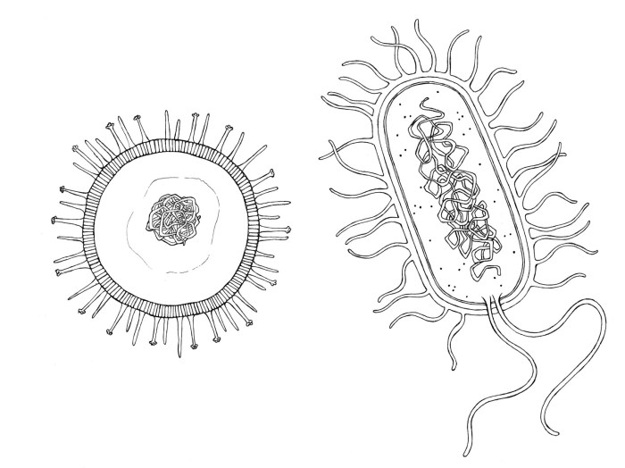 Black and bacteria cold drawing easy