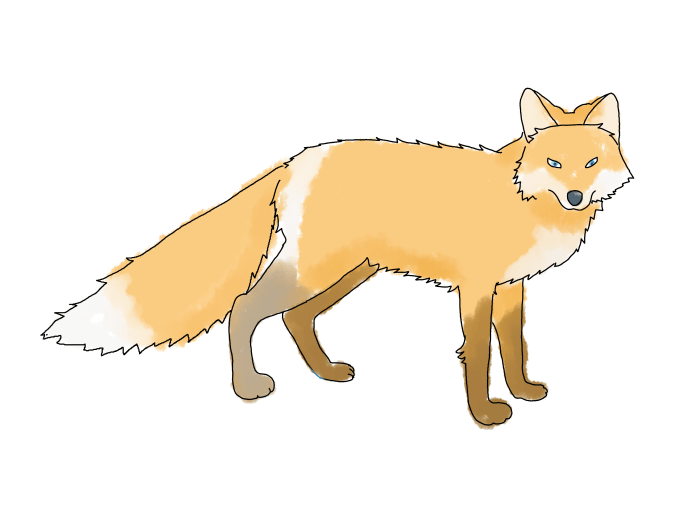 Flyign fox drawing easy