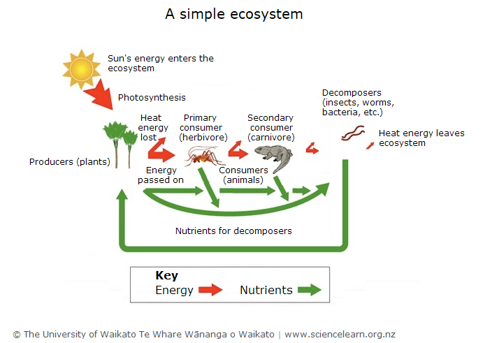 Sketch easy ecosystem drawing