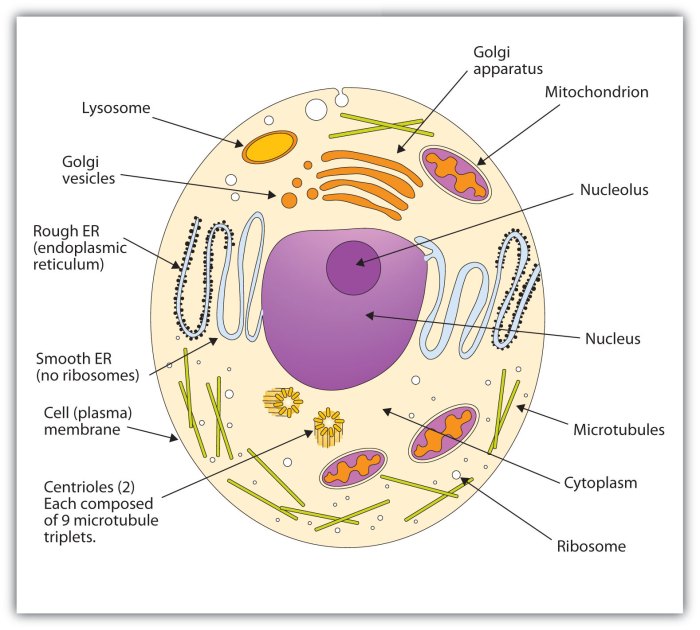 Animal cell coloring page diagram without labels