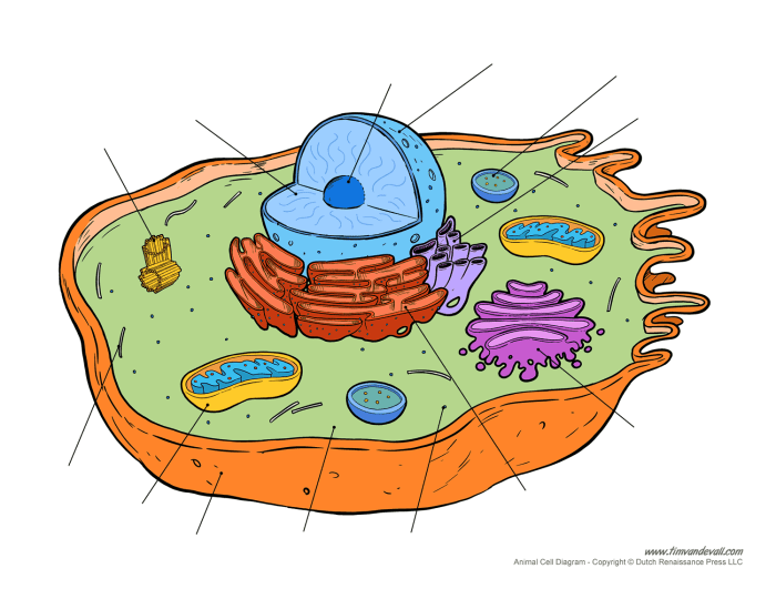 Animal cell coloring page diagram without labels