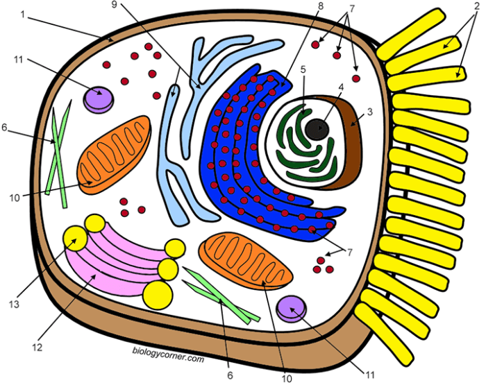 Biologycorner.com animal cell coloring key