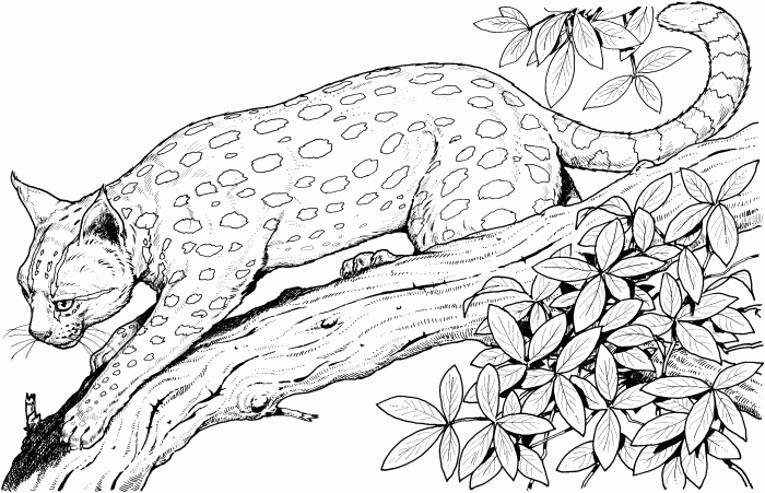 Coloring pages wild animals