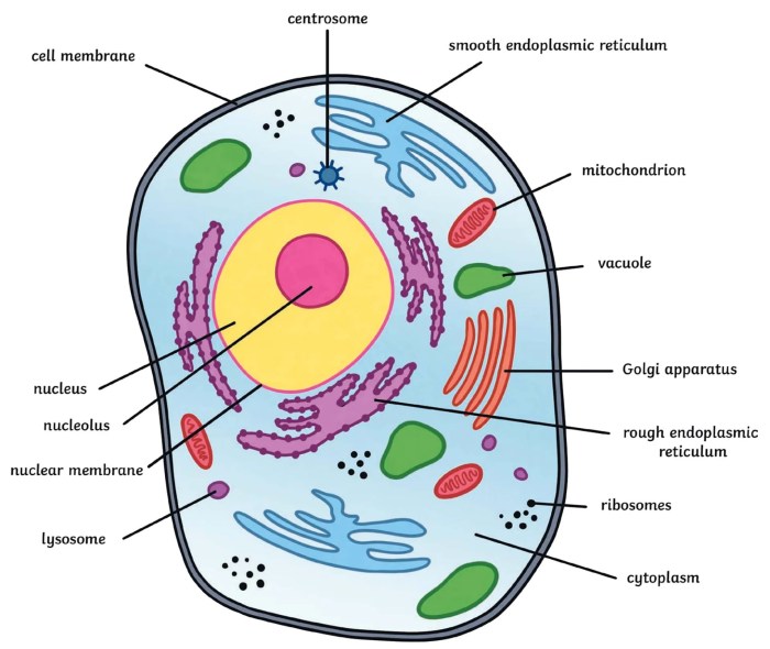 Cell animal diagram timvandevall printables navigation post tim