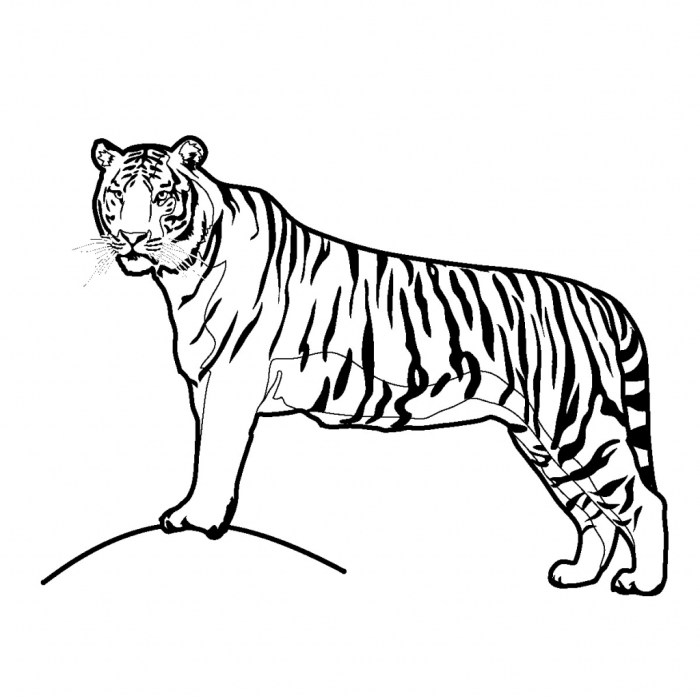 Easy tiger drawing for 8th grader